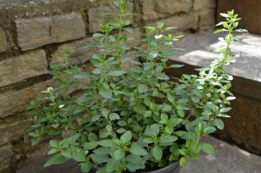 Oregano "Hopley Purple" (Pflanze)